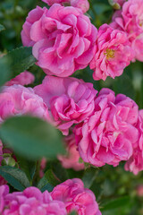 Beautiful varietal roses in the summer garden