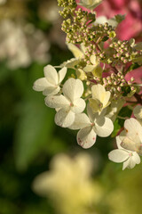 Beautiful varietal hydrangeas in the summer garden