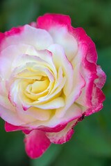 Beautiful varietal roses in the summer garden