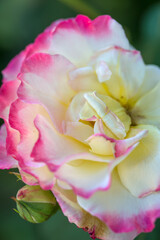Beautiful varietal roses in the summer garden