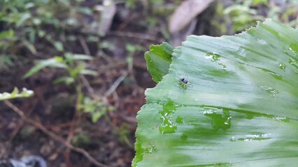Small spider on plant leaves. Phintella bifurcilinea is a species of spider belonging to the family...