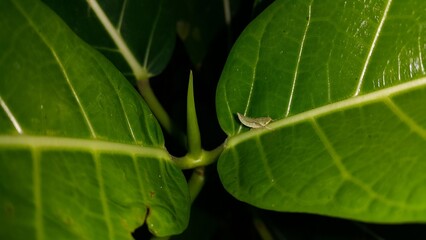 Small animals on plant leaves. Perfect for documentaries about tropical rainforests and World Environment Day on June 5th.