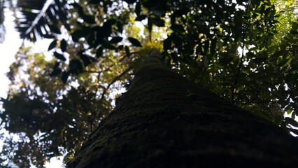 Low Angle. Large tree shot from below. Perfect for documentaries about tropical rainforests and World Wildlife Conservation Day on December 4th.