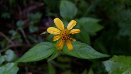 Yellow flower photo. Photo taken on the mountain. Perfect for documentaries about tropical rainforests and World Wildlife Conservation Day on December 4th.