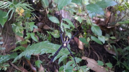 Big spider's photo. Photo taken in the forest. Perfect for documentaries about tropical rainforests and World Wildlife Conservation Day on December 4th.