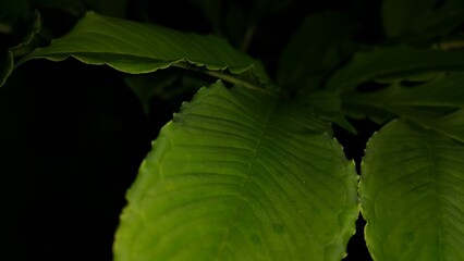 Beautiful textured plant leaves background. Perfect for documentaries about tropical rainforests and World Environment Day on June 5th.
