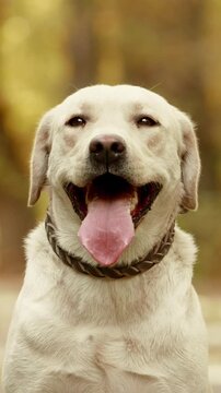 close up portrait of adult labrador retriever with gentle eyes loyal calm intelligent therapy dog concept emotional connection mindfulness pet love senior companion animal support vertical format