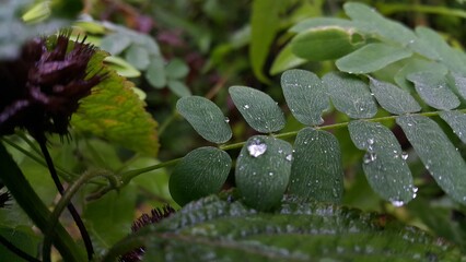 water drops on a leaf. Beautiful textured plant leaves background. Perfect for documentaries about tropical rainforests and World Wildlife Conservation Day on December 4th.