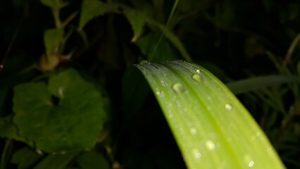 Beautiful textured plant leaves background. Perfect for documentaries about tropical rainforests and World Environment Day on June 5th.