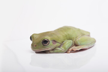 Dumpy frog litoria caerulea on white background