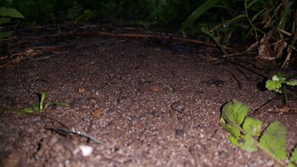 Natural photos. Photo taken in the forest. Perfect for documentaries about tropical rainforests and World Environment Day on June 5th.