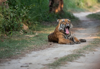 Close up of a resting tiger on the forest road with use of selective focus 
