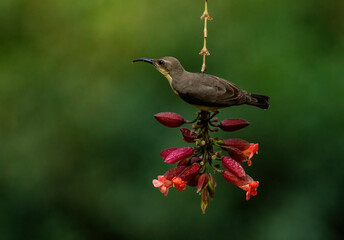 Sunbird female looking for food perched on a branch. Close up, selective focus