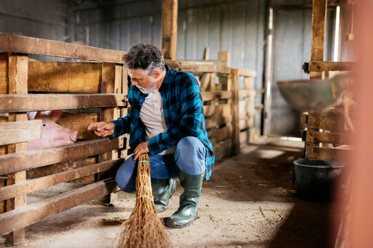 Farmer feeding pig in traditional barn stall