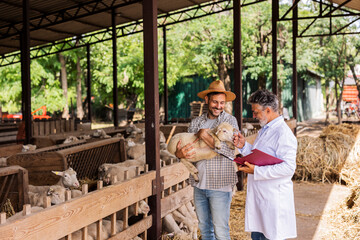 Veterinarian and farmer checking lamb during health inspection