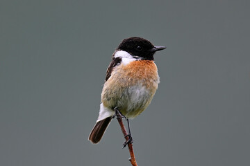 European stonechat - male // Schwarzkehlchen - Männchen (Saxicola rubicola) 