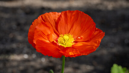 Fototapeta premium red poppy flower