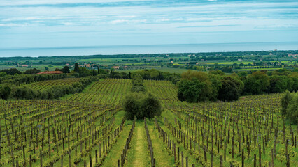 Fototapeta premium vineyard in tuscany italy