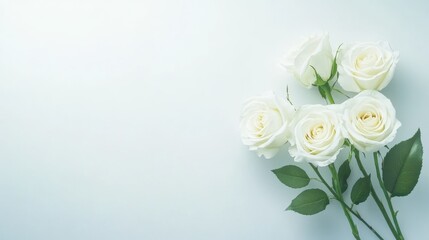 Five elegant white roses arranged on a light background create a serene atmosphere for any occasion