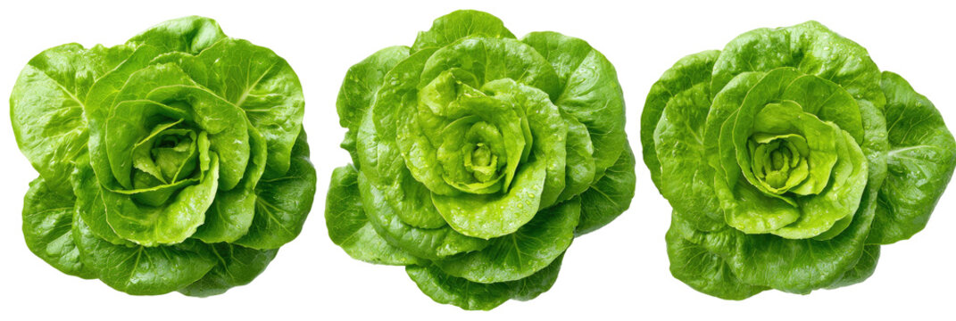 Three heads of fresh green butter lettuce