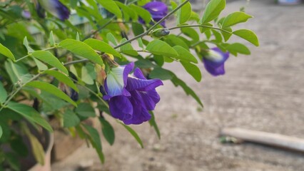 blue iris in the garden. blue iris flowers. 