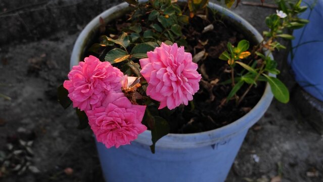 pink and yellow flower. pink flowers in the garden. pink and yellow flowers. rose flower photo background.