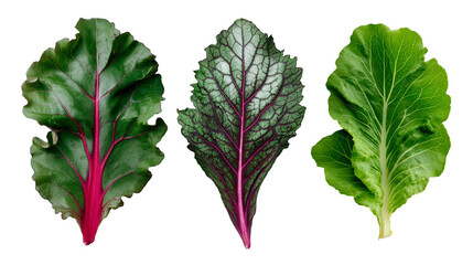 Three different types of leafy greens with red veins isolated against a black background