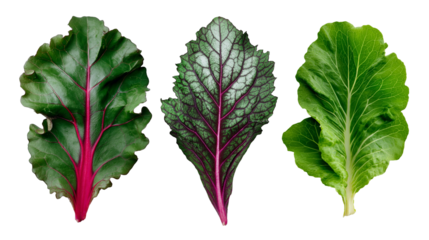 Three different types of leafy greens with red veins isolated against a black background