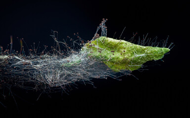 Decomposing leaf with mold and fungus spores