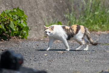 歩いている可愛い野良猫	