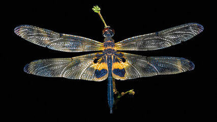 Dragonfly wings revealing intricate patterns on black background