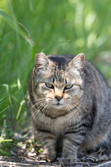 Fototapeta premium 寝そべってくつろぐ可愛い野良猫