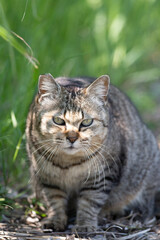 寝そべってくつろぐ可愛い野良猫