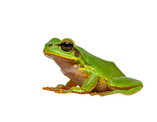 Obraz premium Green Tree Frog Sitting on Leaf Isolated on Transparent Background PNG