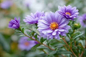 Obraz premium Purple aster flowers blooming in a natural garden