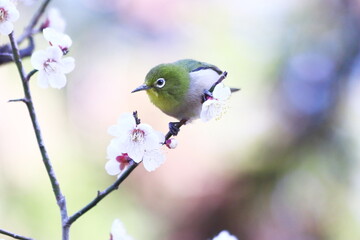 美しい背景と梅の花とメジロ