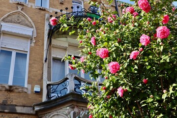 Vibrant pink camellia flowers in full bloom next to the Art Nouveau facade and wrought iron balcony...