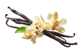 Vanilla beans with orchids, dark fragrant pods and pale blossoms