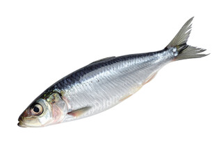 Obraz premium Anchovy Fish with Ice Cubes and Lemon Slice Isolated on Transparent Background PNG