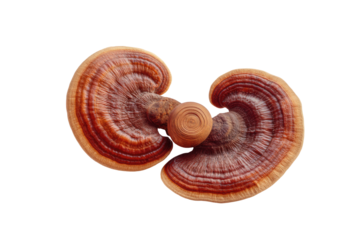 Glossy bracket fungus with concentric reddish brown bands