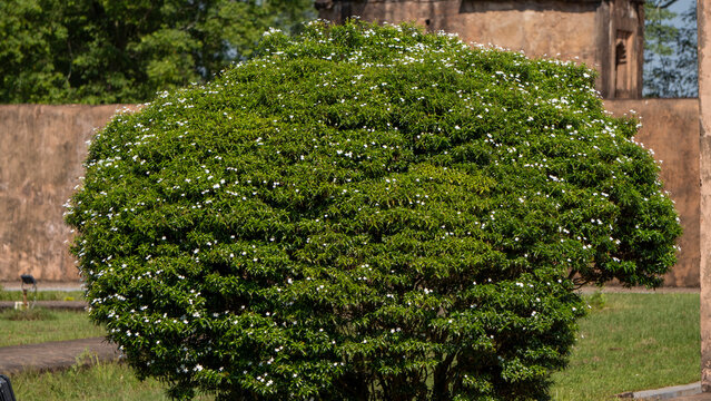 Beautiful Crape Jasmine shurb bush blooming 1