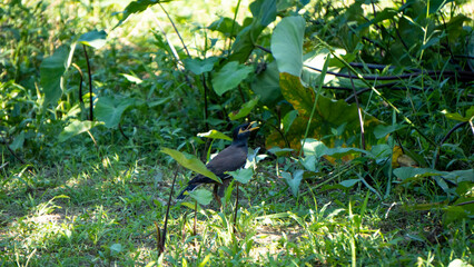 Common Hill Myna or Gracula religiosa bird of Assam India