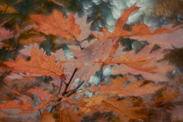 Colorful autumn leaves with a blurred background.