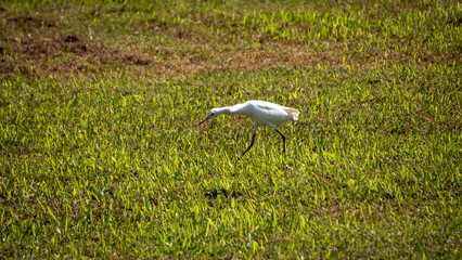 Great Egrets also commonly known as great white herons hunting for food 3