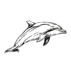 Dolphins in engraving style. Hand-drawn marine animals illustration. Vintage ocean wildlife art for retro design, tattoo, label, or nautical decoration.