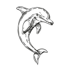 Dolphins in engraving style. Hand-drawn marine animals illustration. Vintage ocean wildlife art for retro design, tattoo, label, or nautical decoration.