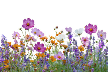 Flower meadow Colorful, daisy-like blooms against black sky