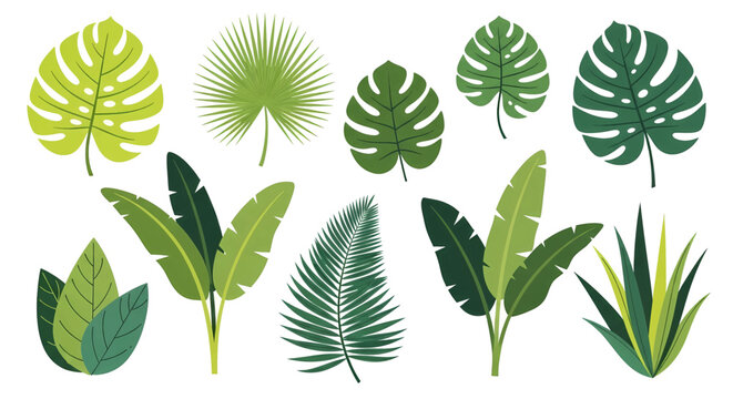 Flat design collection of exotic tropical foliage including Monstera palm and banana leaves.