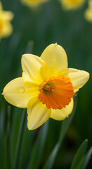 Fototapeta premium Bright Yellow Daffodil with Orange Trumpet and Water Droplets flower