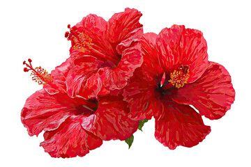 Trio of vibrant red hibiscus blossoms on a dark background